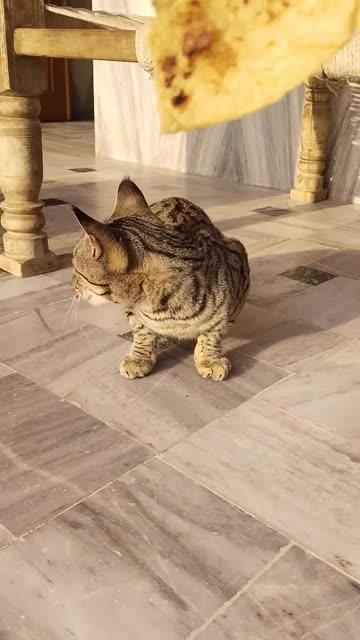 cat - cat sound - cat aawaz - cat aawaj - billi ki aawaz - billi aawaj - billi sound -billi -#shorts