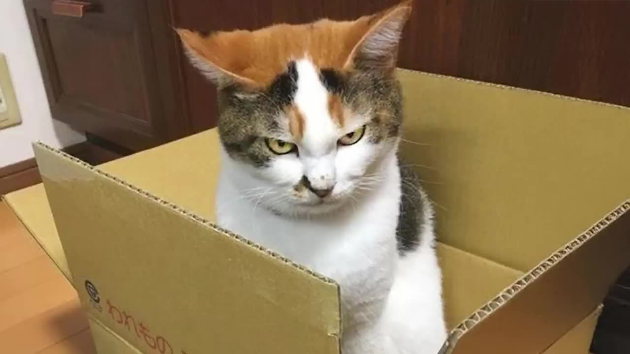 Hilarious Cats Doing the Silliest Things – Cute & Funny Compilation