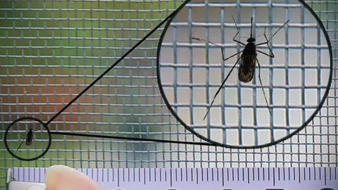 Self-adhesive and reusable mosquito nets