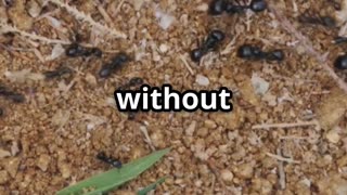 🐜 Ants & the Future of Logistics – Nature’s Tiny Geniuses at Work! 📦🤖