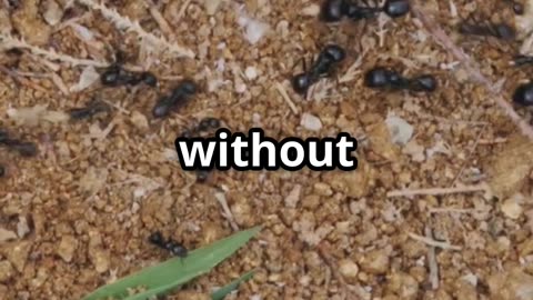 🐜 Ants & the Future of Logistics – Nature’s Tiny Geniuses at Work! 📦🤖