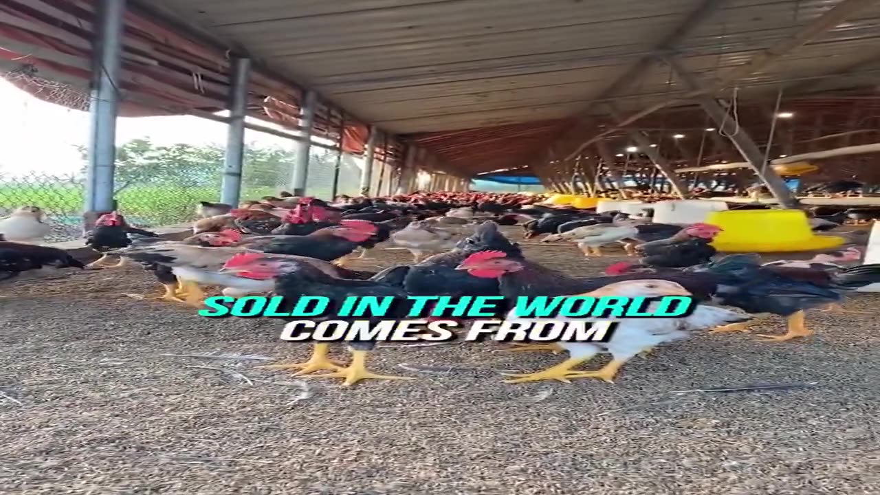 US Chickens Are Grown in 42 Days - DONT EAT THEM