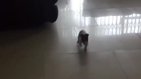 Little Buddy