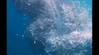 Whale shark having a snack