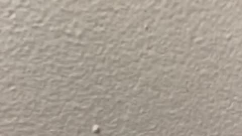 Transgender identity