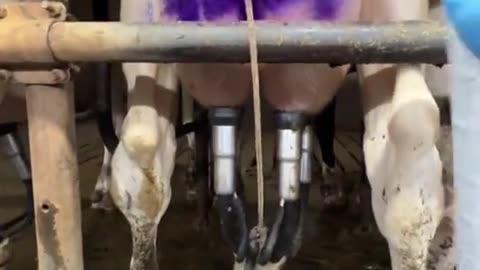 "Clean Cow, Clean Milk! 🧼🥛"