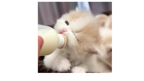 cute kitty cat #cat #kitten #cute #kitty #cuteanimal #shorts