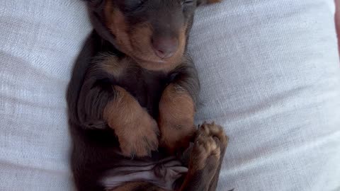 Baby Dachshund Has Velvety Bunny Ears