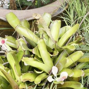 The Cutest + Most Beautiful Thai Lizard Camouflaged in the Jungle