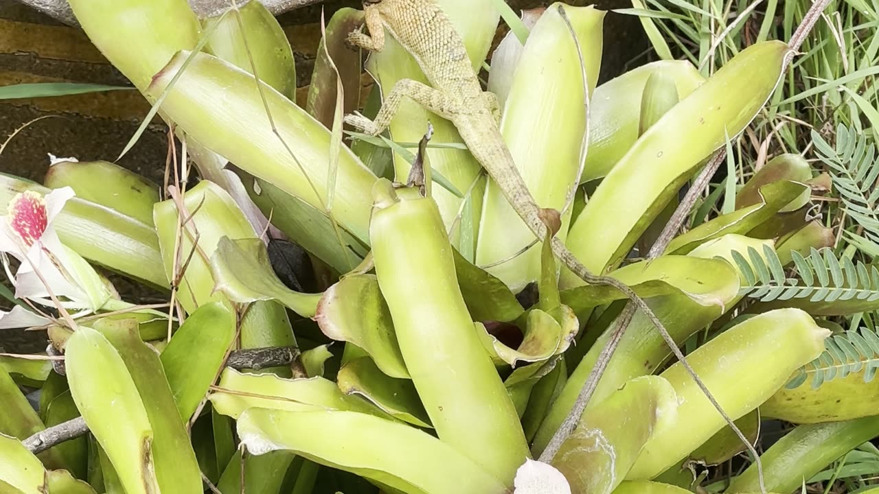 The Cutest + Most Beautiful Thai Lizard Camouflaged in the Jungle