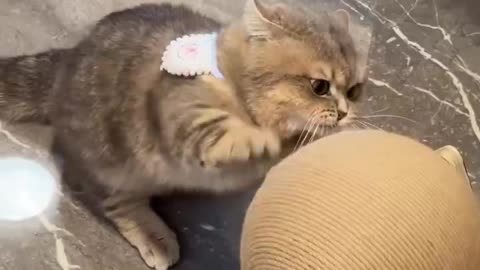 Tired Of Getting Bullied