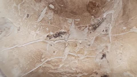 Aromatase Inhibitor Birch Polypore