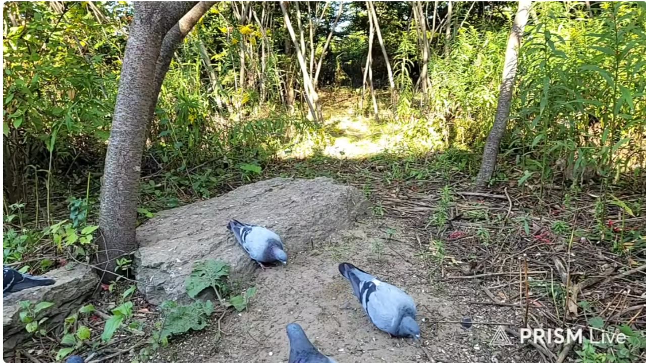 🔴 Live Bird Feeder - Bird Watching and Squirrels | Countryside Backyard