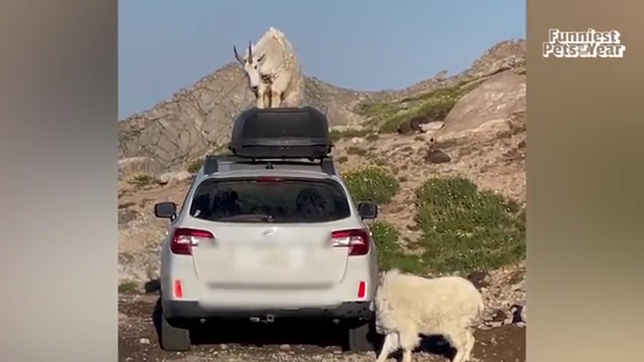 Funniest Pets!!!