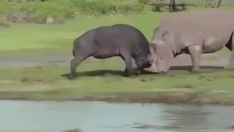 Rhino vs Buffalo