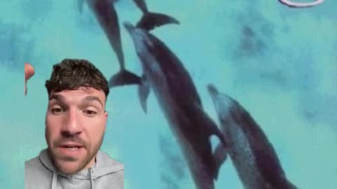 Why Are Dolphins ILLEGAL In So Many Places?