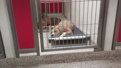 Rocky Marie-right rear dark tan 3y A796972 Donzo 2y A865456 kennel 144 PACC shelter bark_20250615633