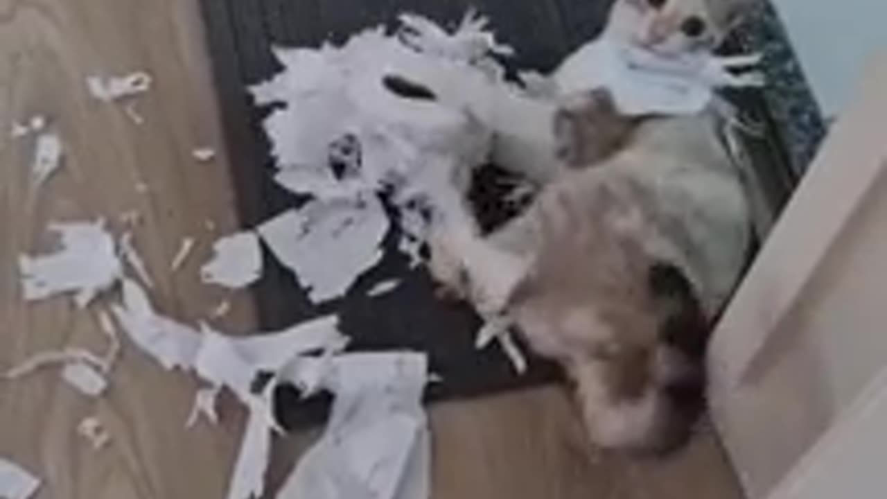 TRY NOT TO LAUGH 😆 Best Funny Videos Compilation 😂😁😆 Memes.