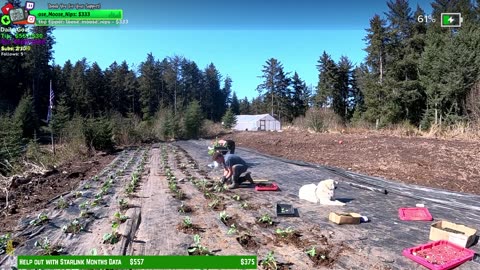 Day 345 Family Builds FARMSTEAD Dream Journey to Freedom in REMOTE ALASKAN Village | !Real !Homestead
