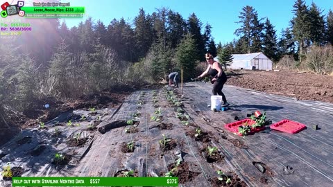 Day 345 Family Builds FARMSTEAD Dream Journey to Freedom in REMOTE ALASKAN Village | !Real !Homestead