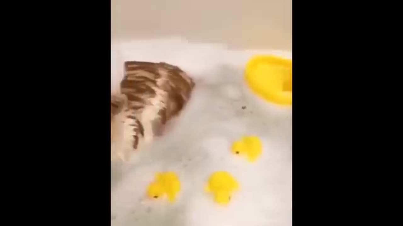 Awesome cute Pet Animals