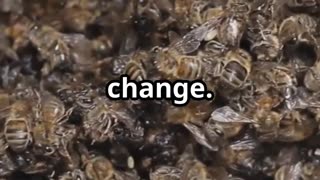 🐝🌼 The Power of Bee Pollination – Nature’s Tiny Farmers! 🌍🍯