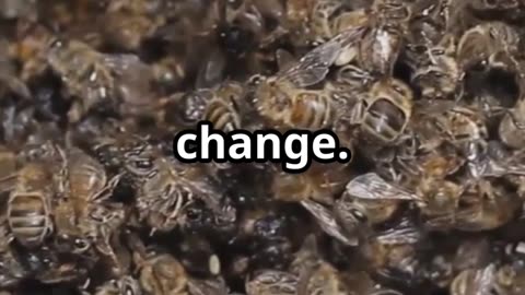 🐝🌼 The Power of Bee Pollination – Nature’s Tiny Farmers! 🌍🍯