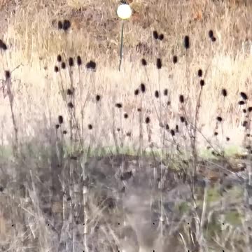 现代化木质步枪 #国外合法拍摄国内请勿模仿 #武器科普 #实弹射击 #男人减速带 #靶场射击