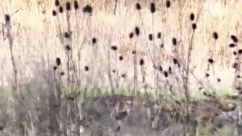 现代化木质步枪 #国外合法拍摄国内请勿模仿 #武器科普 #实弹射击 #男人减速带 #靶场射击