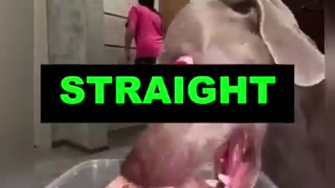 Dog Panic Ranking: Lion, Tiger & T-Rex Freakouts That'll Crack You Up! 🐶🦁🐯