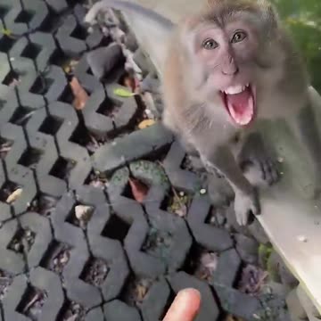 Amazing World of Monkeys: Intelligent, Playful, and Wild