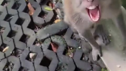 Amazing World of Monkeys: Intelligent, Playful, and Wild