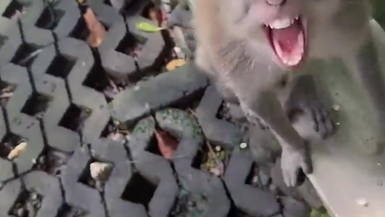 Amazing World of Monkeys: Intelligent, Playful, and Wild