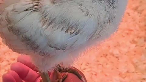 Playtime with the chicks
