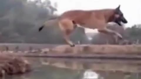 💋Longest Jump By a Dog