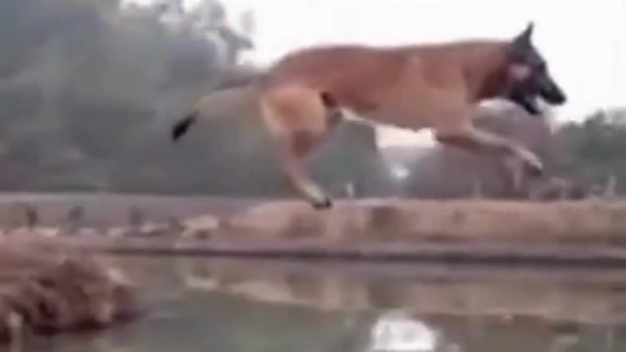 💋Longest Jump By a Dog