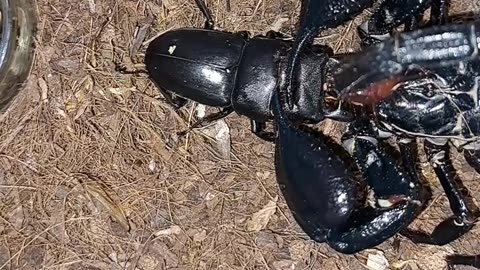 Scorpion Crushes Stag Beetle’s Head