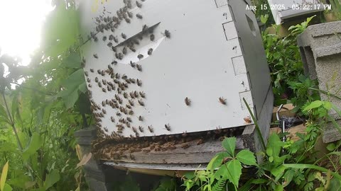 Bees on a Friday Evening
