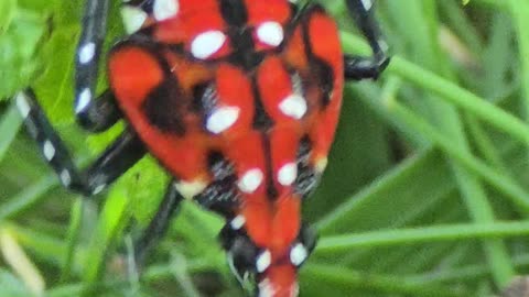 Baby Lanternfly crawling through grass || ambient & cute