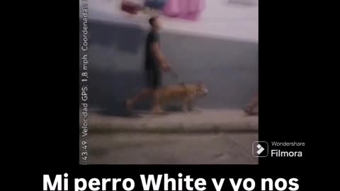 Mi perro White y yo nos encontramos con el hombre que nos tira piedras