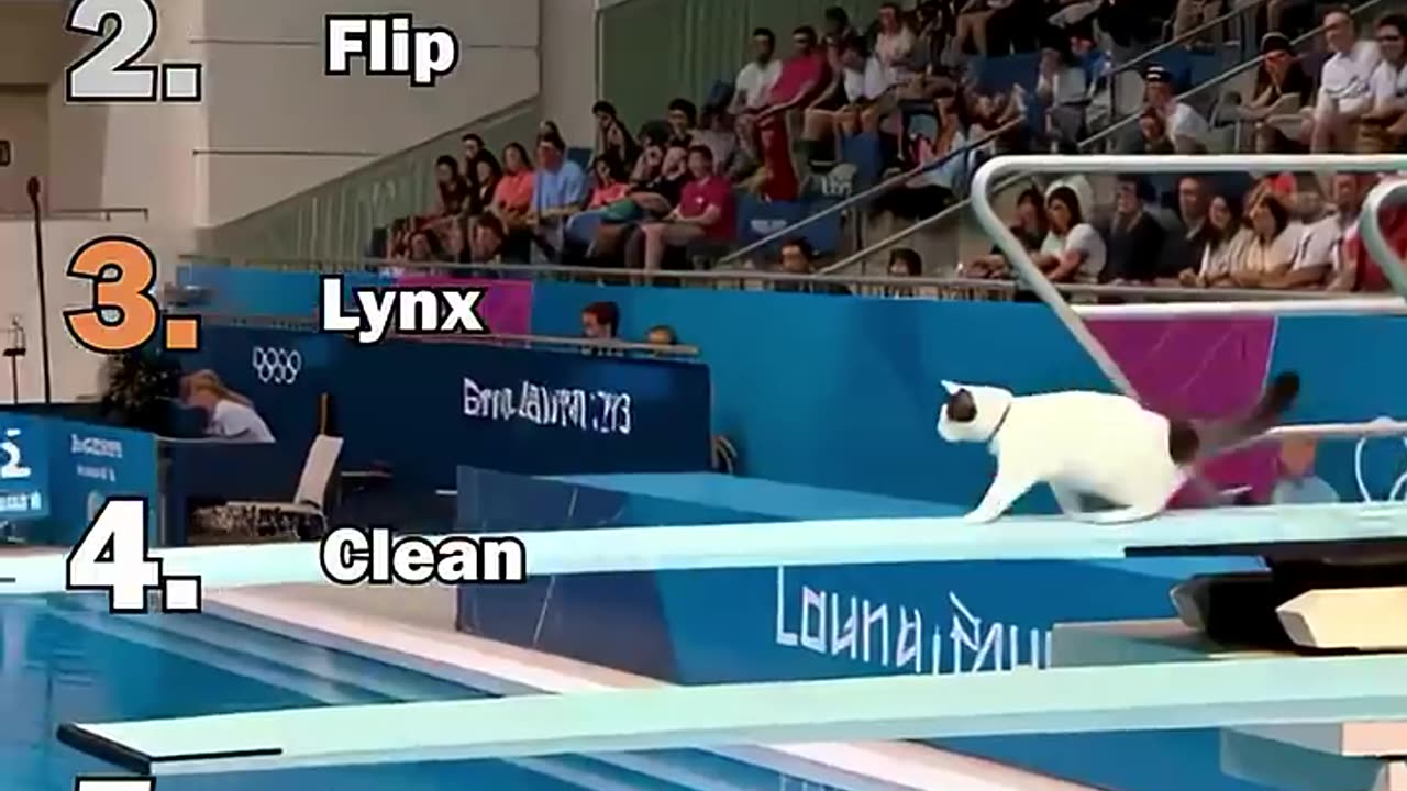 Ranking Best AI Cats Olympic Diving Moments.