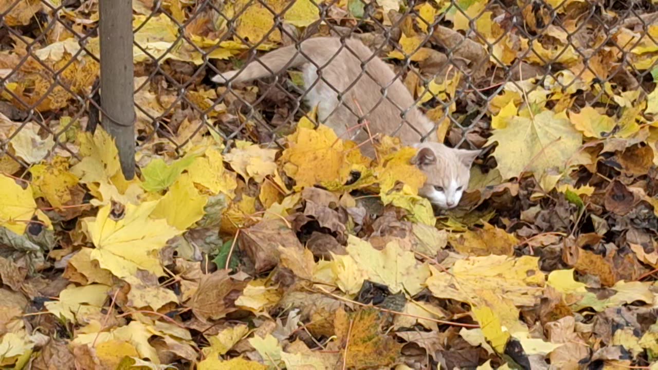 The white and orange kitten