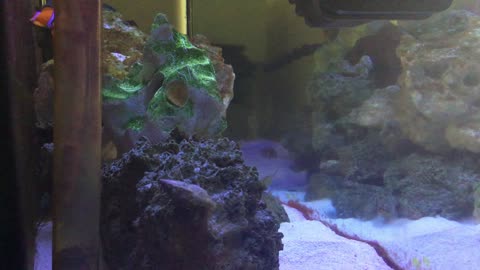 Hermit Crab climbing on rock part 3