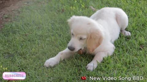 Kittens playing on the grass with animals: Dogs, rabbits, cows, mice - Cats meowing