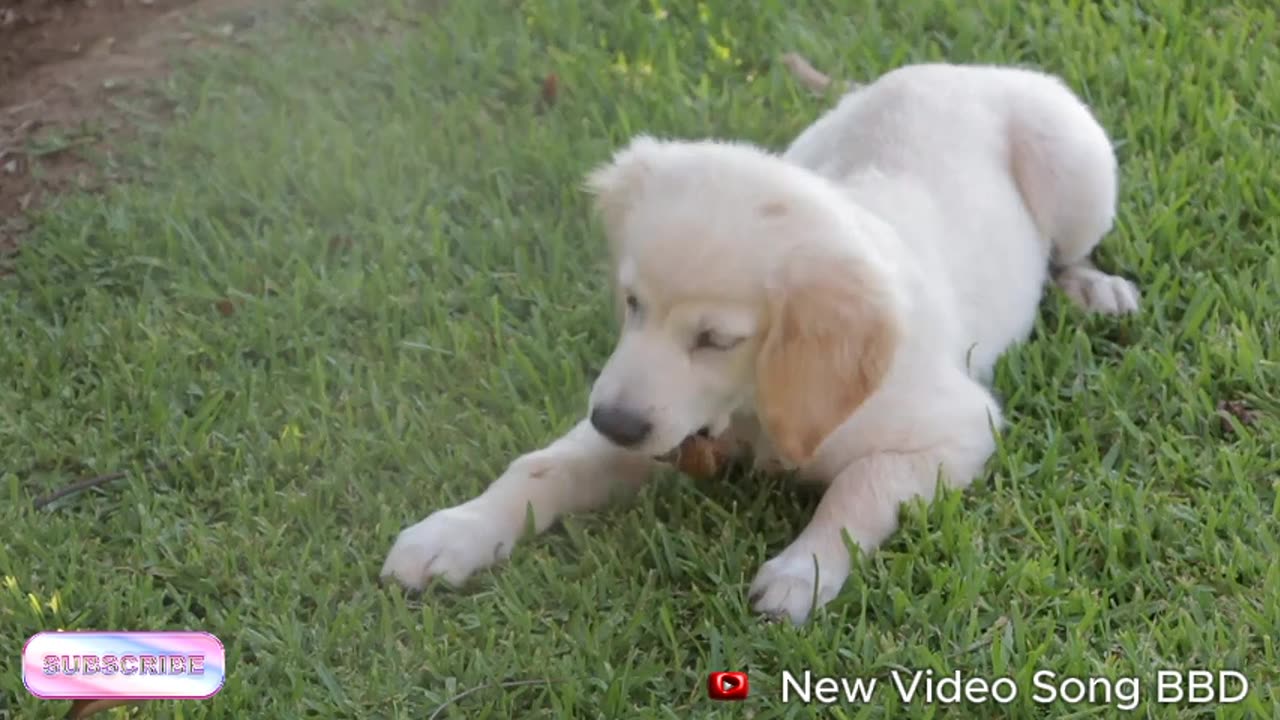 Kittens playing on the grass with animals: Dogs, rabbits, cows, mice - Cats meowing