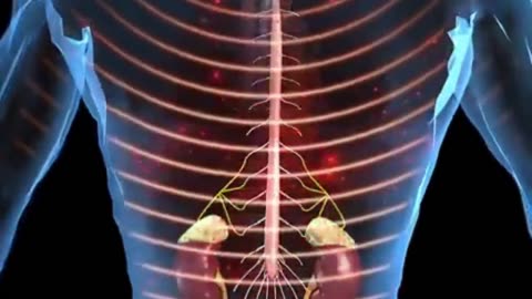 Suprarenal Glands Exposed: 12 Astonishing Facts About Your Body’s Stress Command Center! 🚨🧪
