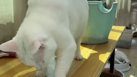 When the cat plays with the ball