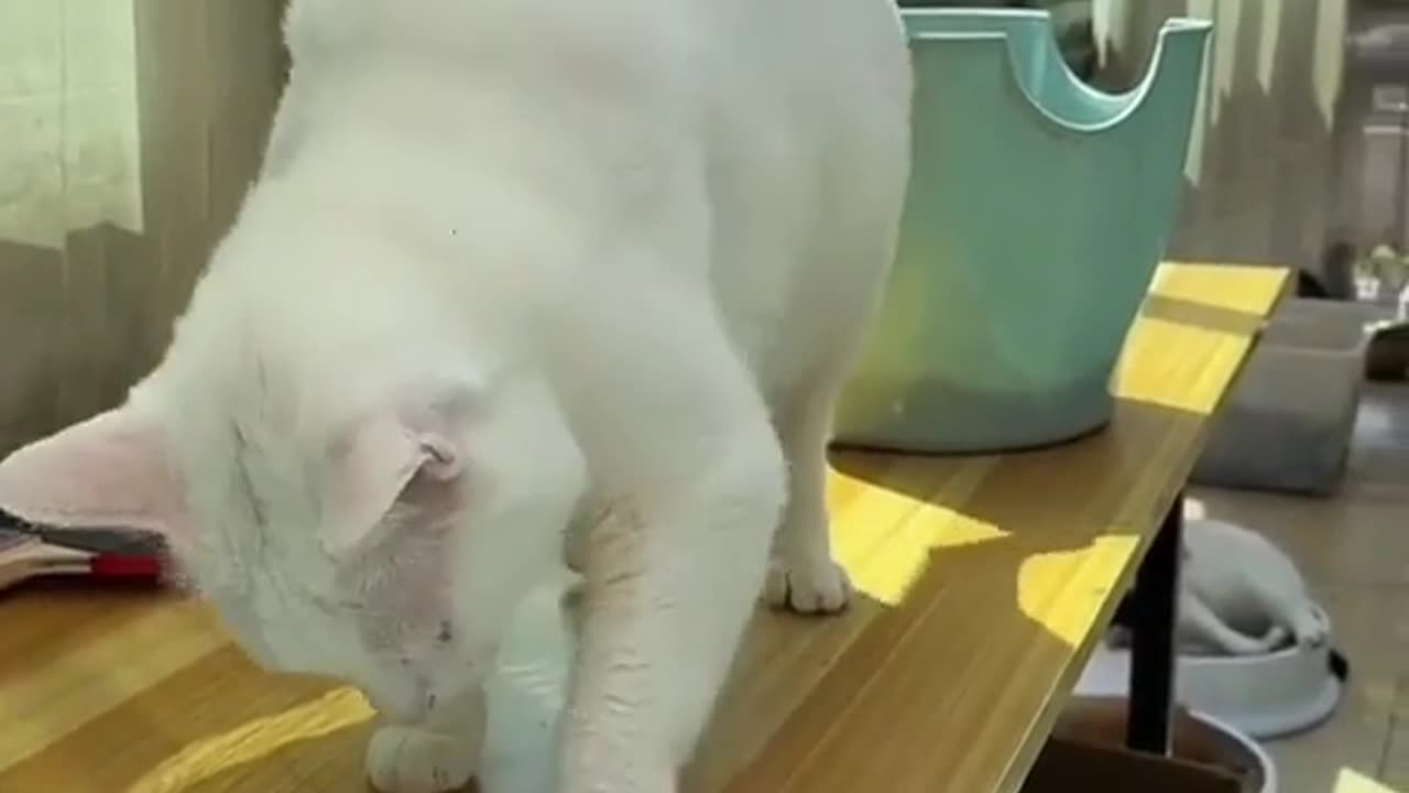 When the cat plays with the ball