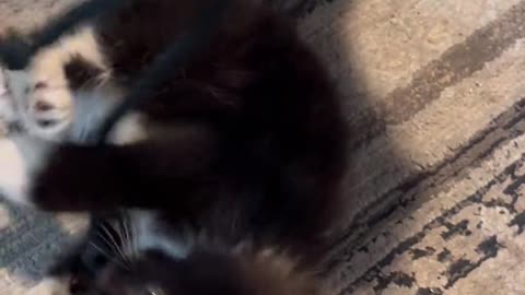 Stray play