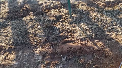 Planting Butternut Squash